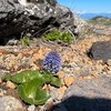 硫黄岳・横岳②ツクモグサが見たいのよ