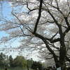 皇居周辺は桜満開