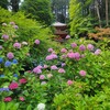 【京都】当尾、『岩船寺』　紫陽花