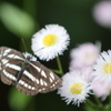 5月もそろそろ終わり