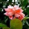 ほうれん草・・