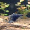 rasbora heteromorpha Purple ラスボラ・ヘテロモルファ パープル って案外いいかも？