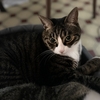 今日は猫のしまちゃん･･･
