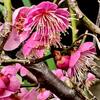 草花が育たないわが家の花事情