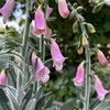 ＊２年目のジギタリス デュビア＆ホスタの花穂