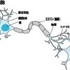 ３４　細胞とＤＮＡ  #知性