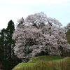 Part 2　福島の桜を観に行ってきました：秋山の駒ザクラ・中島の地蔵桜