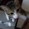 保護猫日記。メスを入れるのに不安あり、しかしそろそろ去勢すべきなのかな？