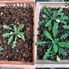 ポピーの苗を植え広げたり植え付けたり：種まき74日目／2ヶ月と13日目