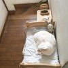 猫も衣替え。