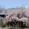 ☆★またまた増上寺★☆