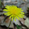 タンポポの花を修正する