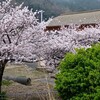 名残惜しむ桜