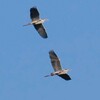 Gray heron : アオサギ 群翔