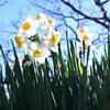 川上公園の水仙