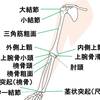 【基礎から学ぶ】上肢の骨（上腕骨・橈骨・尺骨）の名称【解剖学】