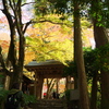 太閤秀吉も愛でていたという有馬温泉の紅葉の名所「瑞宝寺公園」に行って来ました