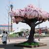 （海外の反応）レゴランド・ジャパン、等身大の桜を作る