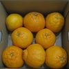 デコポン（不知火）が届く