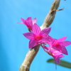 Dendrobium (bullenianum × goldschmidtianum)`Blood vessel&#039; OG