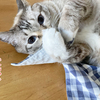 リンゴに恋してしまった乙女猫