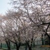 愛知少年院の桜