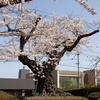 開成山公園「日本最古級のソメイヨシノ」・①