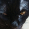 今日の黒猫モモさんの動画－５５