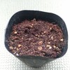 同時に蒔いた刀豆だけど・・・