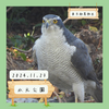 【水元公園】オオタカ、ホシゴイ、ヒドリガモなど 11/23