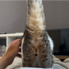 乗ってくるきなこもち特集4