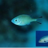 バラフエダイの幼魚について