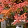 モミジ狩り2019(6)