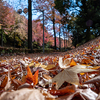落葉の散歩道。