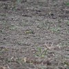 マミジロツメナガセキレイ