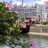  京急　裏横の芙蓉