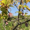 今年も 梅が実りました★