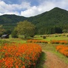 【長野・安曇野】9月の国営アルプスあづみの公園、200万本のオレンジ色のコスモスが満開！