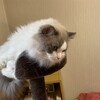 たくさん眠って夕方に追いかけっこしたふくちゃん