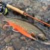 婚姻色の魚を求めて
