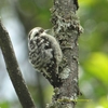 Brown-capped Pygmy Woodpecker チャガシラコゲラ (インドの鳥その52)