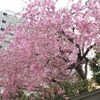 桜、まだでしょうか？