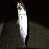 苫小牧東港【マサバ】も釣れて大量釣果のナイトロックでした。