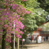 新緑と花々を楽しみつつ下鴨神社をお詣り@2023