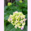 【今日の1枚・初紫陽花】