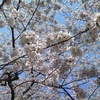 弘前城公園桜祭りは今が最高！！