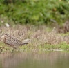 オオソリハシシギ、ムナグロ、キョウジョシギ、メダイチドリ、キアシシギ