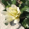 (紹介：植物)西新宿4丁目で見かけた草花や木々を紹介するよ