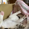 飼い主便のにゃんこさんその後