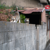 近隣繁華街のねこさん